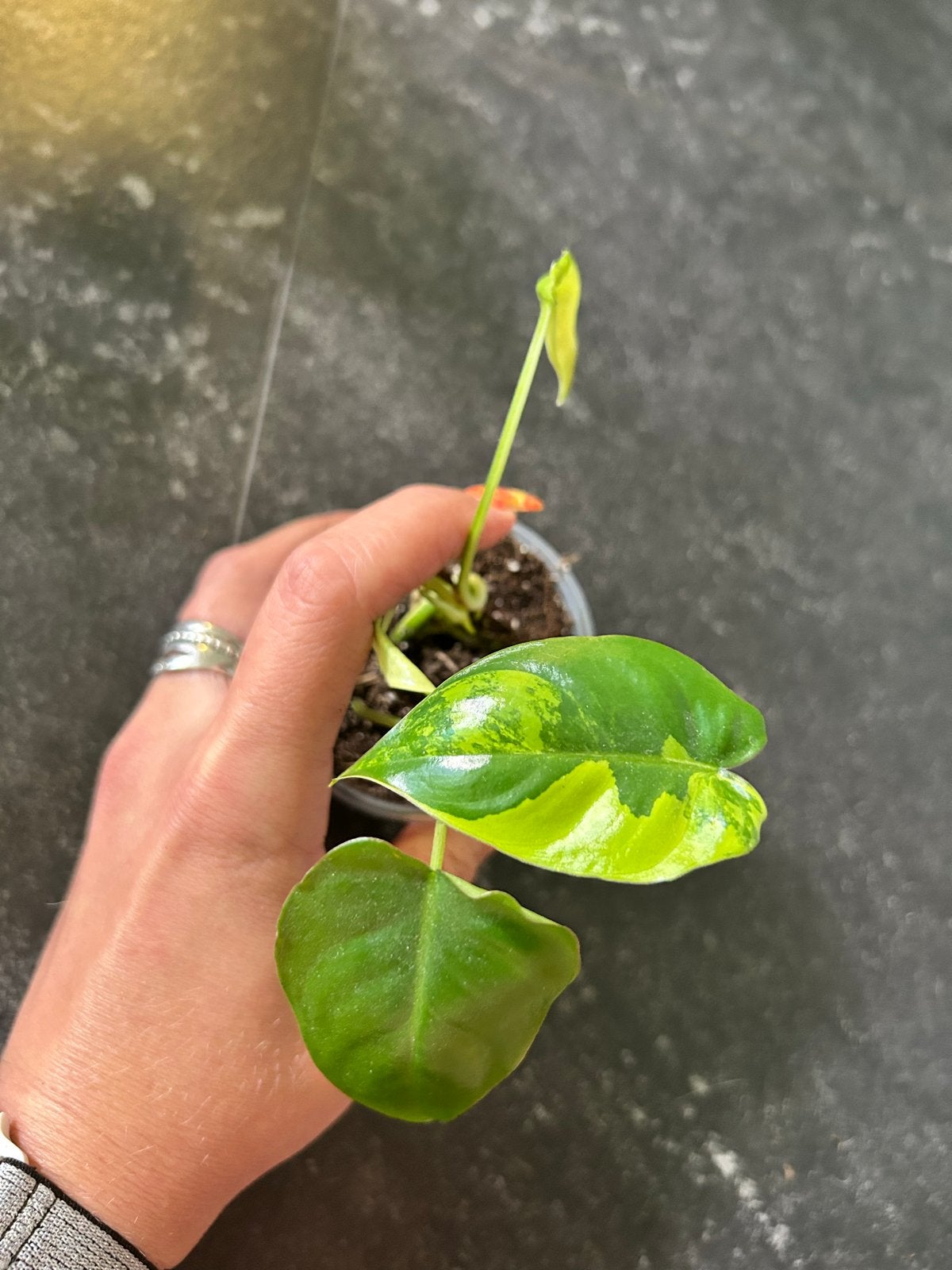 Philodendron Burle Marx Variegata - Zeldzame Stek, Huis en Inrichting, Kamerplanten, Ophalen of Verzenden, Halfschaduw, Minder dan 100 cm