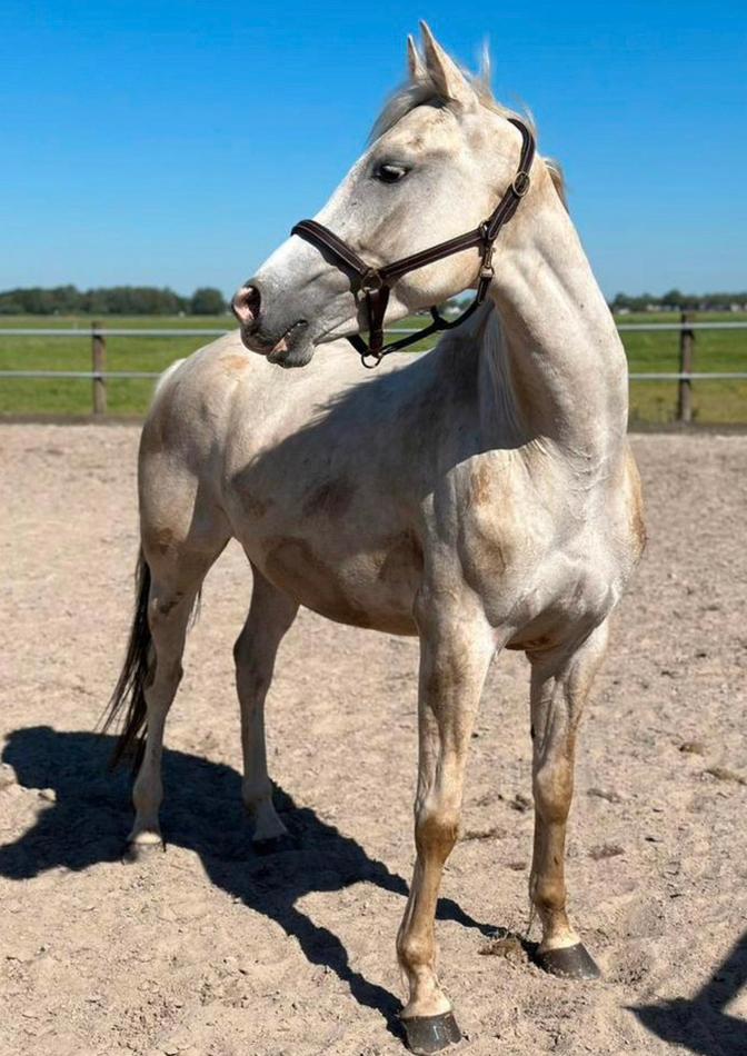 Knappe palomino te koop, Dieren en Toebehoren, Merrie, Met stamboom, Dressuurpaard, Zadelmak