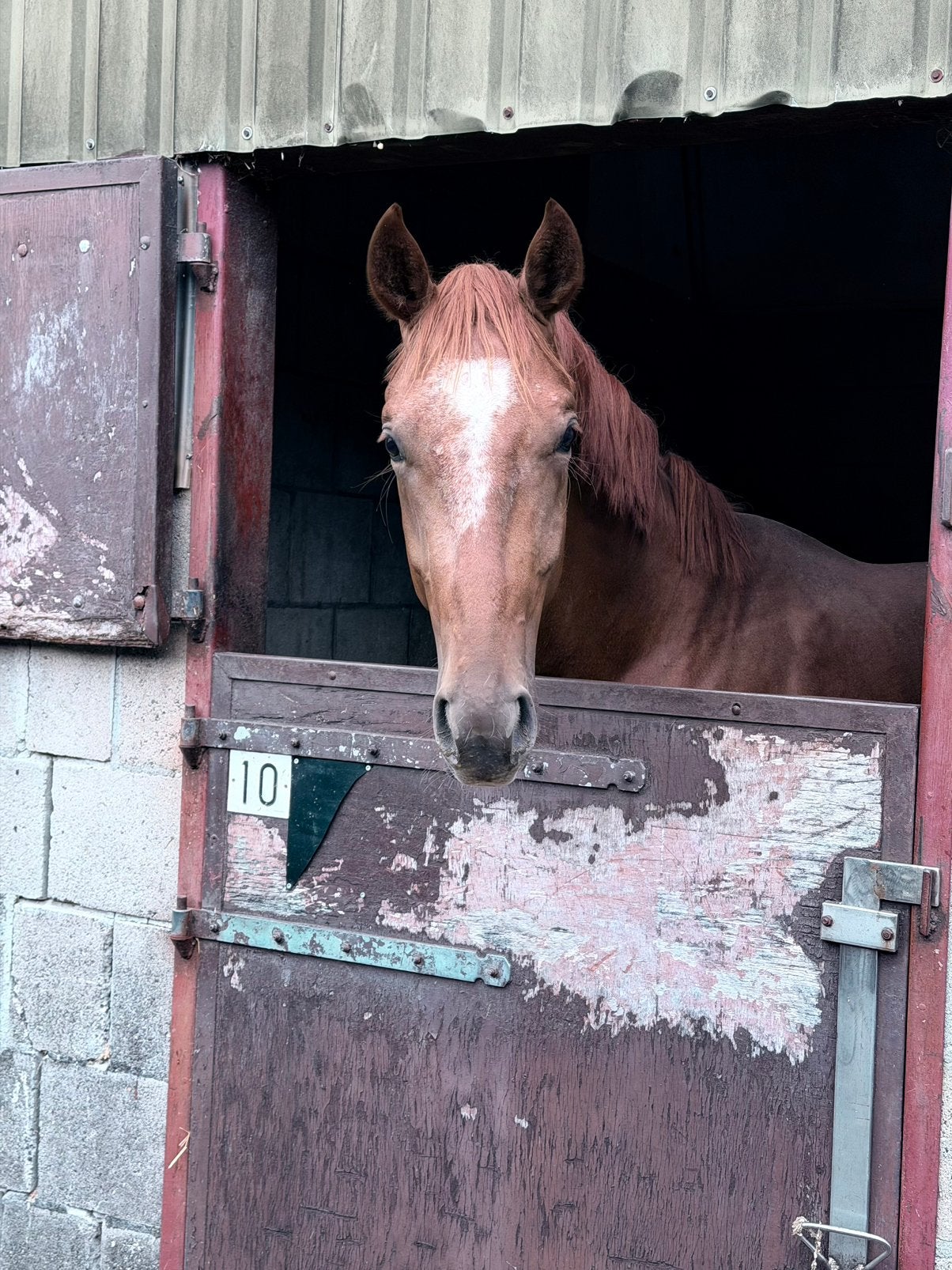 2,5 jarige hengst, Met stamboom, Dressuurpaard, 0 tot 2 jaar, Hengst