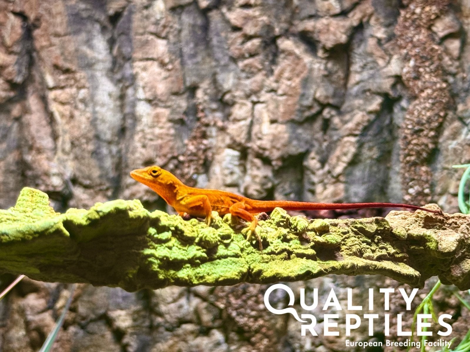 1.1 Anolis sagrei (rood) met of zonder terrarium, Hagedis, Met terrarium, 0 tot 2 jaar
