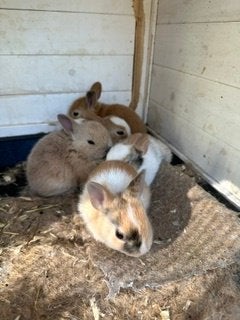 nestje (dwerg)konijnen net 8 weken oud, Meerdere dieren, Dwerg, 0 tot 2 jaar