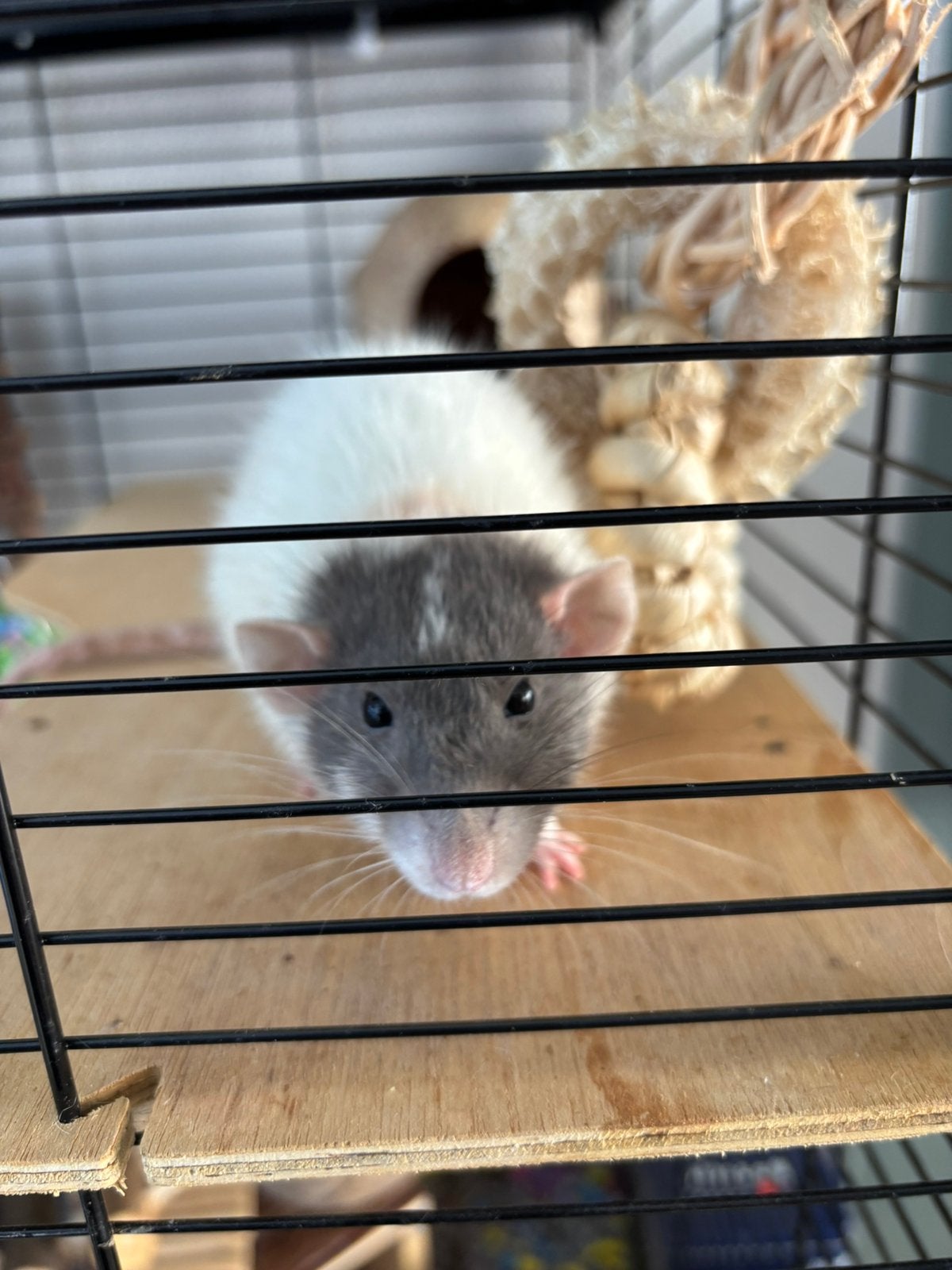 Ratje 1 jaar oud, Gratis, Rat, Vrouwelijk, Tam, September