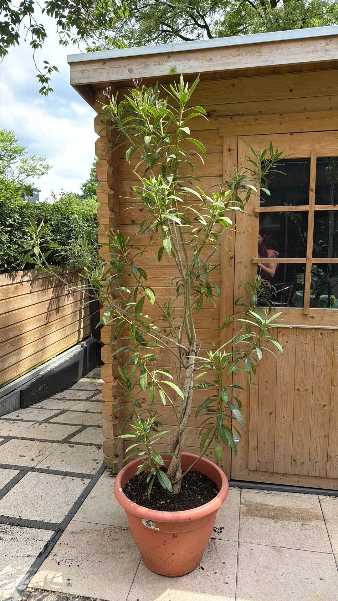 Oleander boompje, Tuin en Terras, Planten | Bomen, Overige soorten, 100 tot 250 cm, Zomer, Ophalen