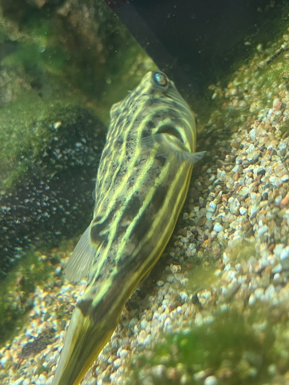 Tetraodon mbu kogel vis, Vis