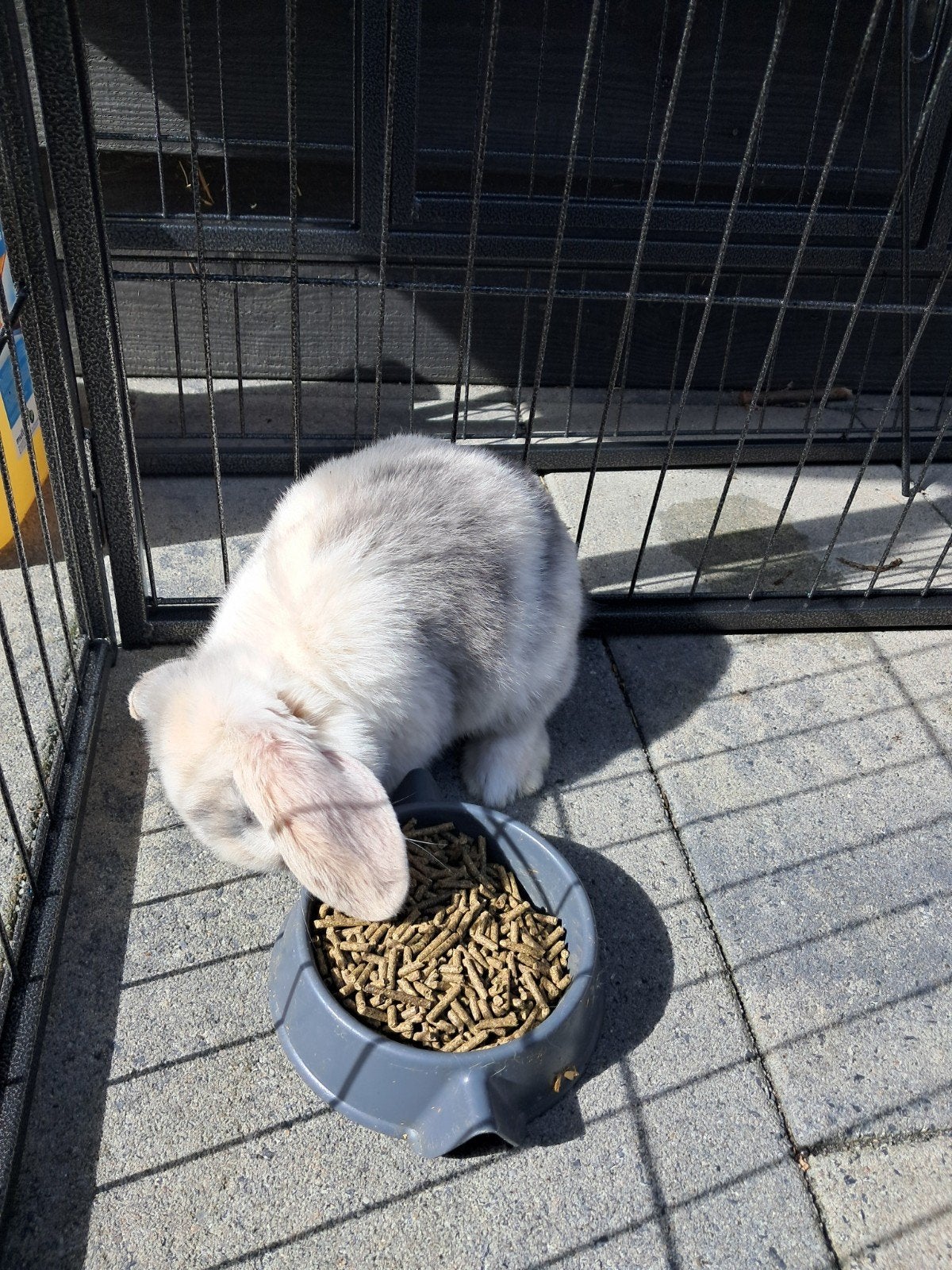 Nog 3 jonge konijntjes 2 x ram 1 x voedster, Dieren en Toebehoren, Meerdere dieren, Dwerg, Hangoor, 0 tot 2 jaar