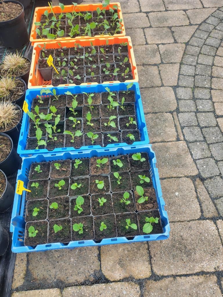 Diverse Moestuinplanten:, Tuin en Terras, Planten | Tuinplanten, Ophalen, Volle zon, Groenteplanten, Eenjarig