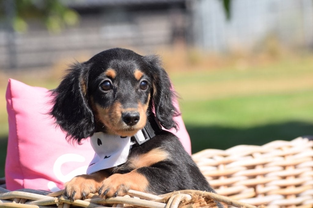 Teckel langhaar pups, 15 weken tot 1 jaar, Buitenland, Dwerg, Langhaar