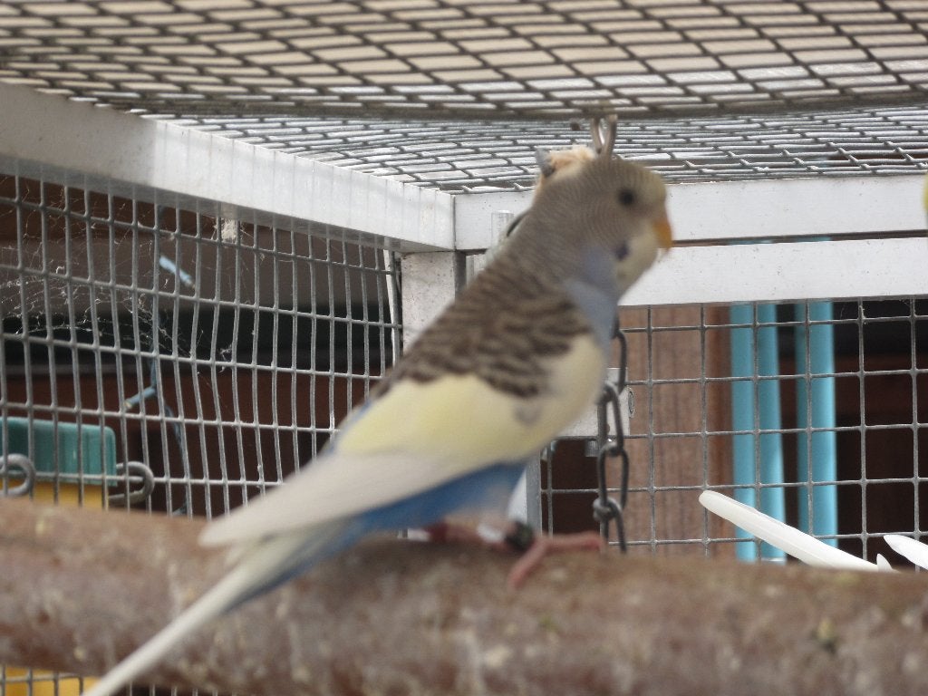 grasparkieten, Dieren en Toebehoren, Meerdere dieren, Parkiet, Geringd