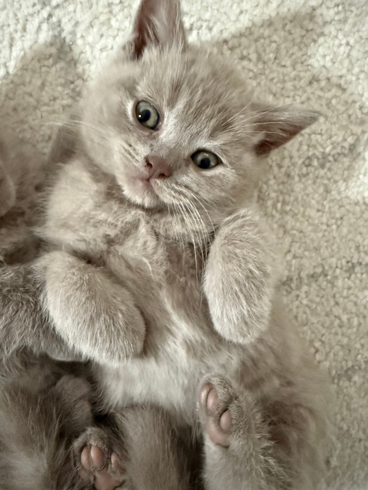 1 mooie lilac Britisch korthaar katertje, Dieren en Toebehoren, Katten en Kittens | Raskatten | Langhaar, Kater, Ontwormd, 0 tot 2 jaar