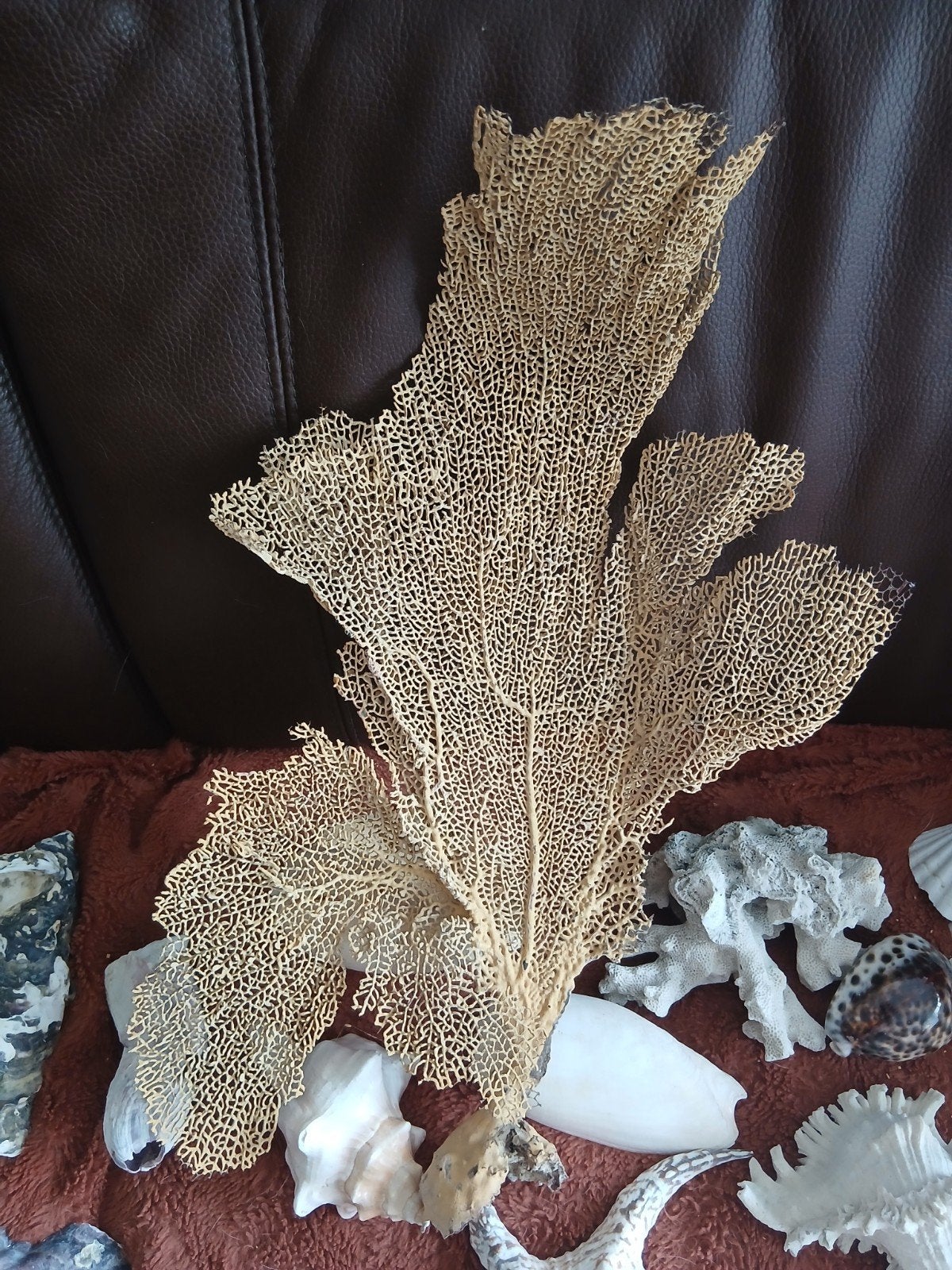 Uit verzameling waaier is 55cm ..1koop, Ophalen of Verzenden