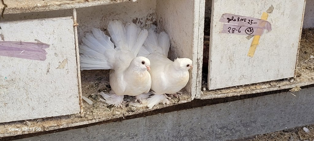 Siberische Postuurtuimelaars, Dieren en Toebehoren, Vogels | Duiven, Meerdere dieren, Overige soorten