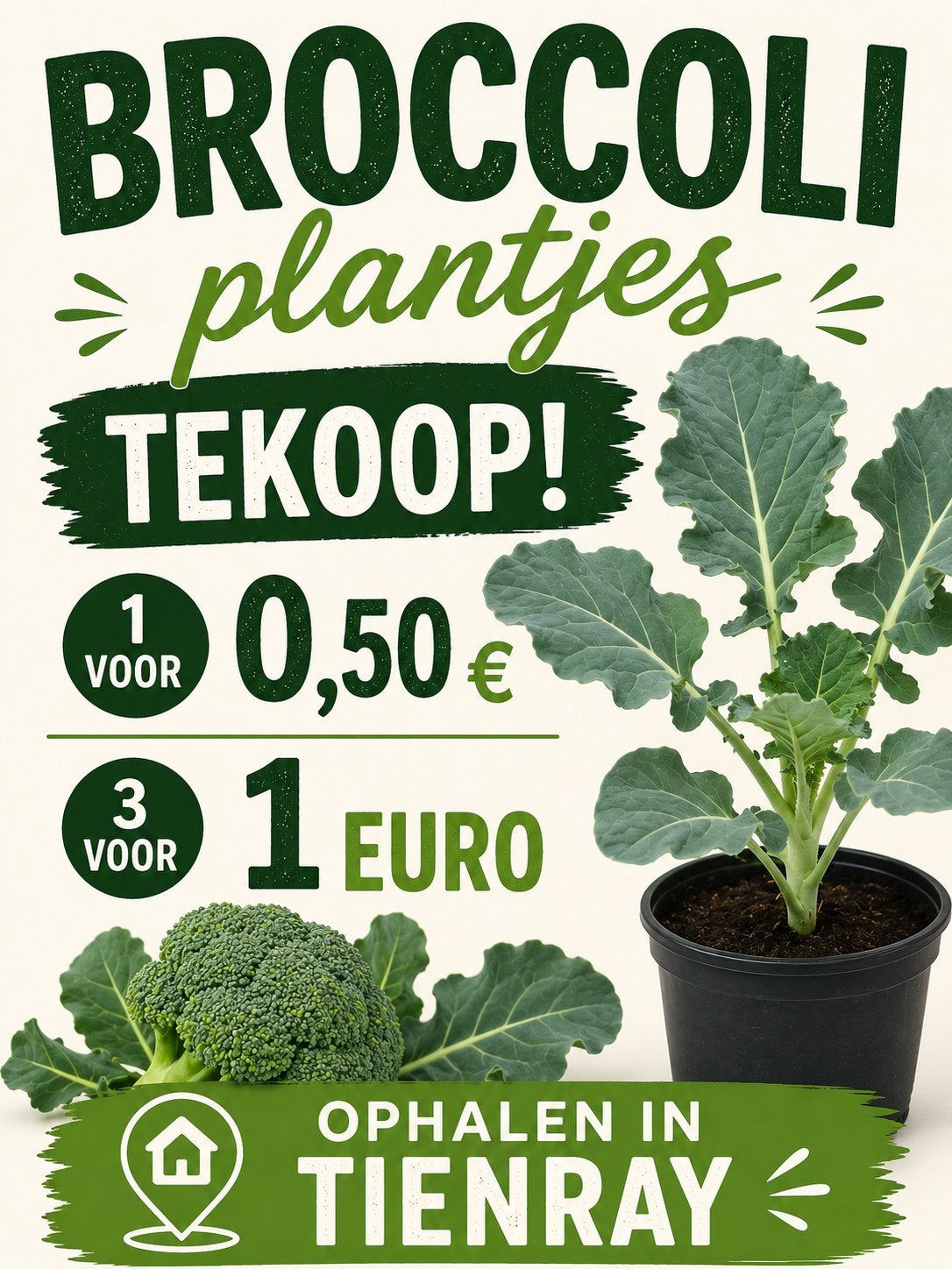 Broccoli plantjes, Ophalen, Volle zon, Groenteplanten, Eenjarig