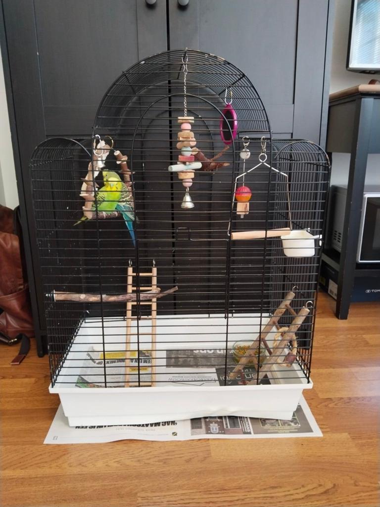 Twee mannetjes parkieten inclusief kooi en toebehoren., Dieren en Toebehoren, Ophalen of Verzenden, Metaal, Vogelkooi