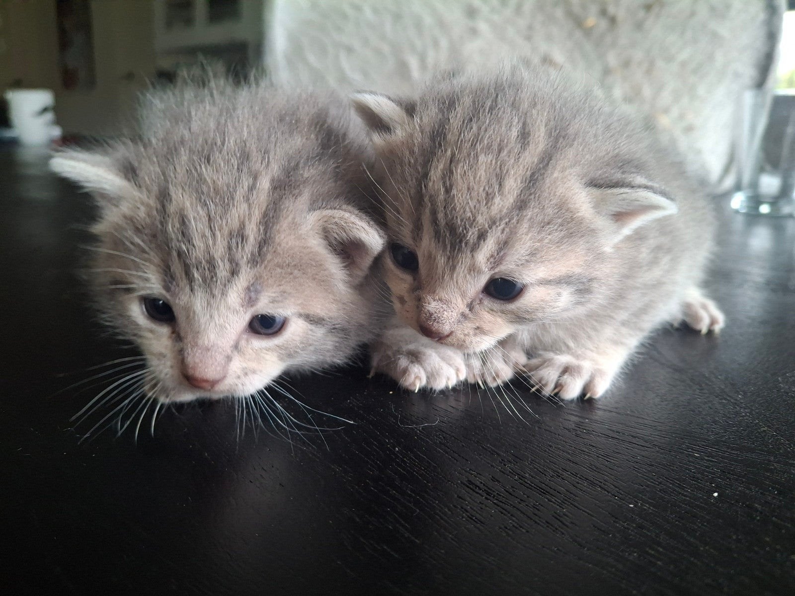 4 mooie licht grijze kittens, zindelijk, ontwormd, Meerdere dieren, Kortharig, 0 tot 2 jaar
