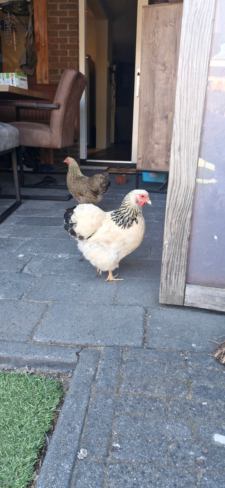 4 mooie krielkippen aan de leg, Dieren en Toebehoren, Pluimvee, Vrouwelijk, Kip