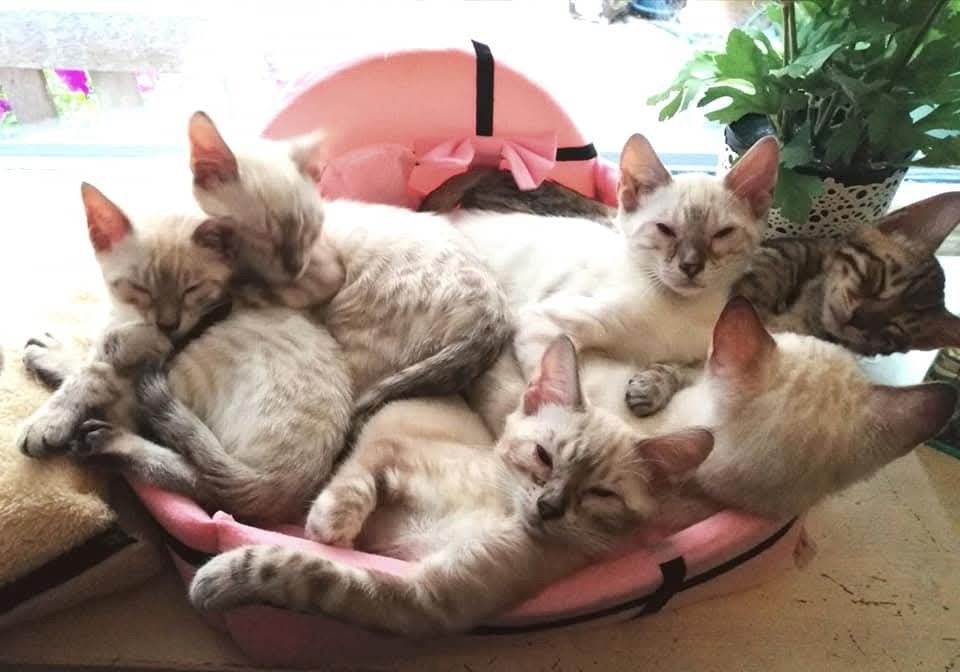 Sneeuw Bengaal kittens zijn klaar om te verhuizen, Dieren en Toebehoren, Meerdere dieren, Met stamboom