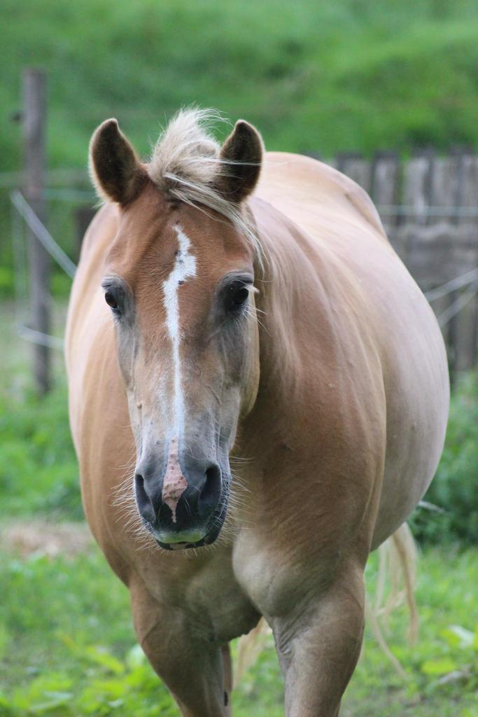 Verzorger of verzorgsters gezocht op leuke stal‼️, Dieren en Toebehoren, Stalling en Weidegang