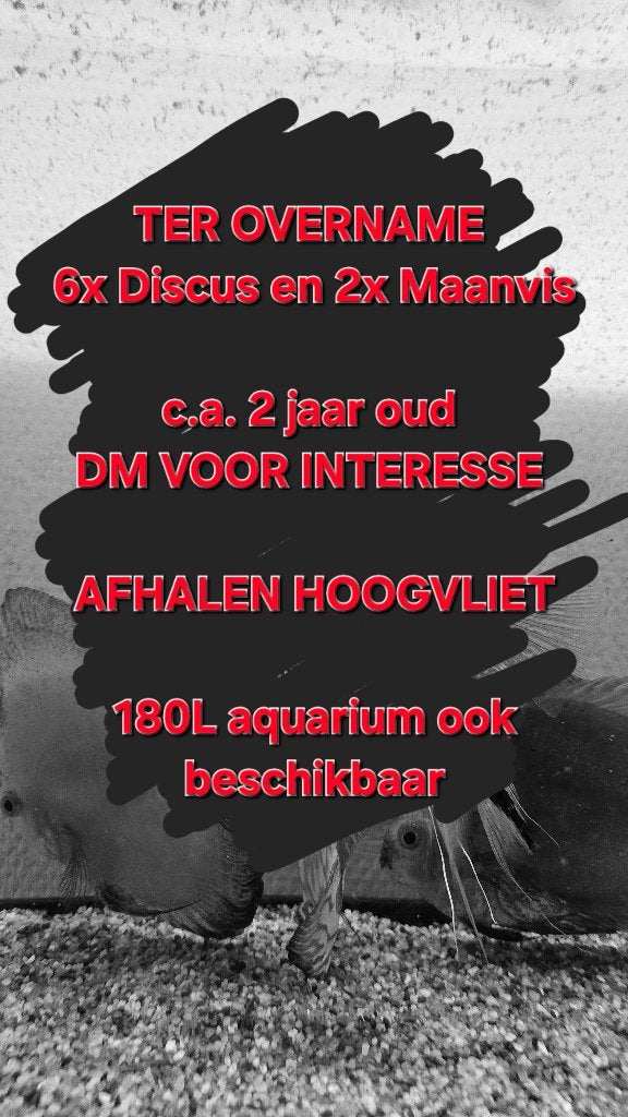 6 discussen en 2 maanvissen aangeboden, Dieren en Toebehoren, Vis, Zoetwatervis, Schoolvis