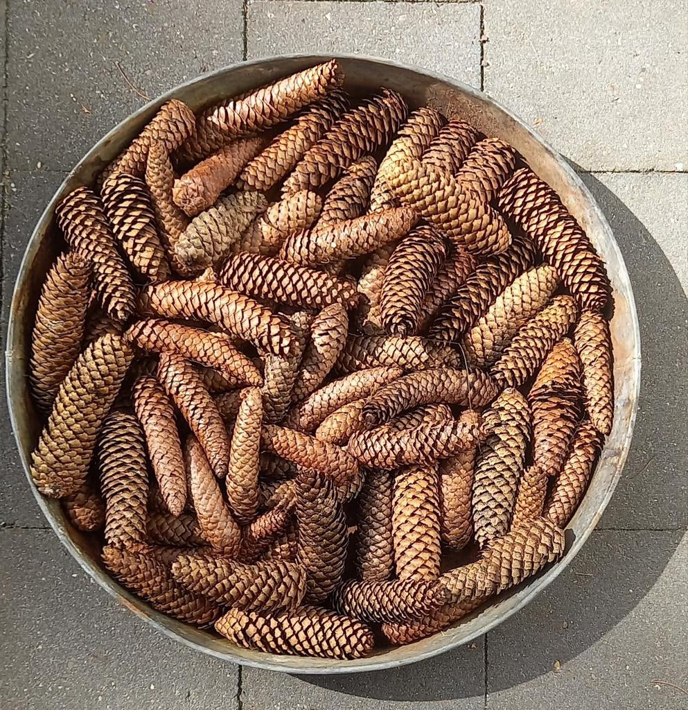 45 Lange dennenappels, Hobby en Vrije tijd, Knutselen, Ophalen of Verzenden, Nieuw, Knutselwerk