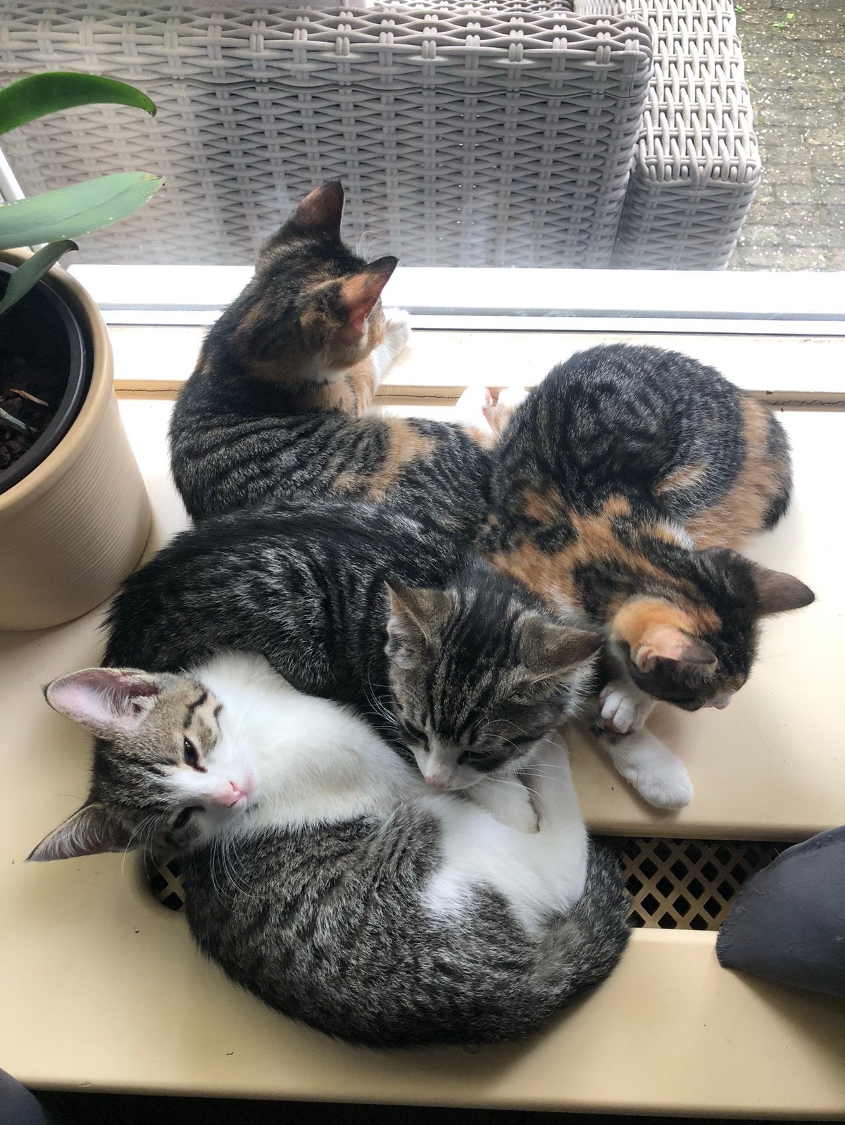 Liefdevolle baasjes gezocht voor kittens 1 kater 2 poesjes, Dieren en Toebehoren, Katten en Kittens | Overige Katten, Meerdere dieren