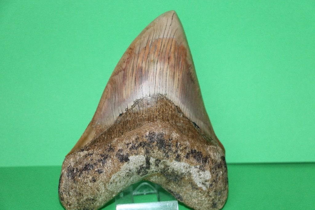 Megalodon, Ophalen of Verzenden, Fossiel