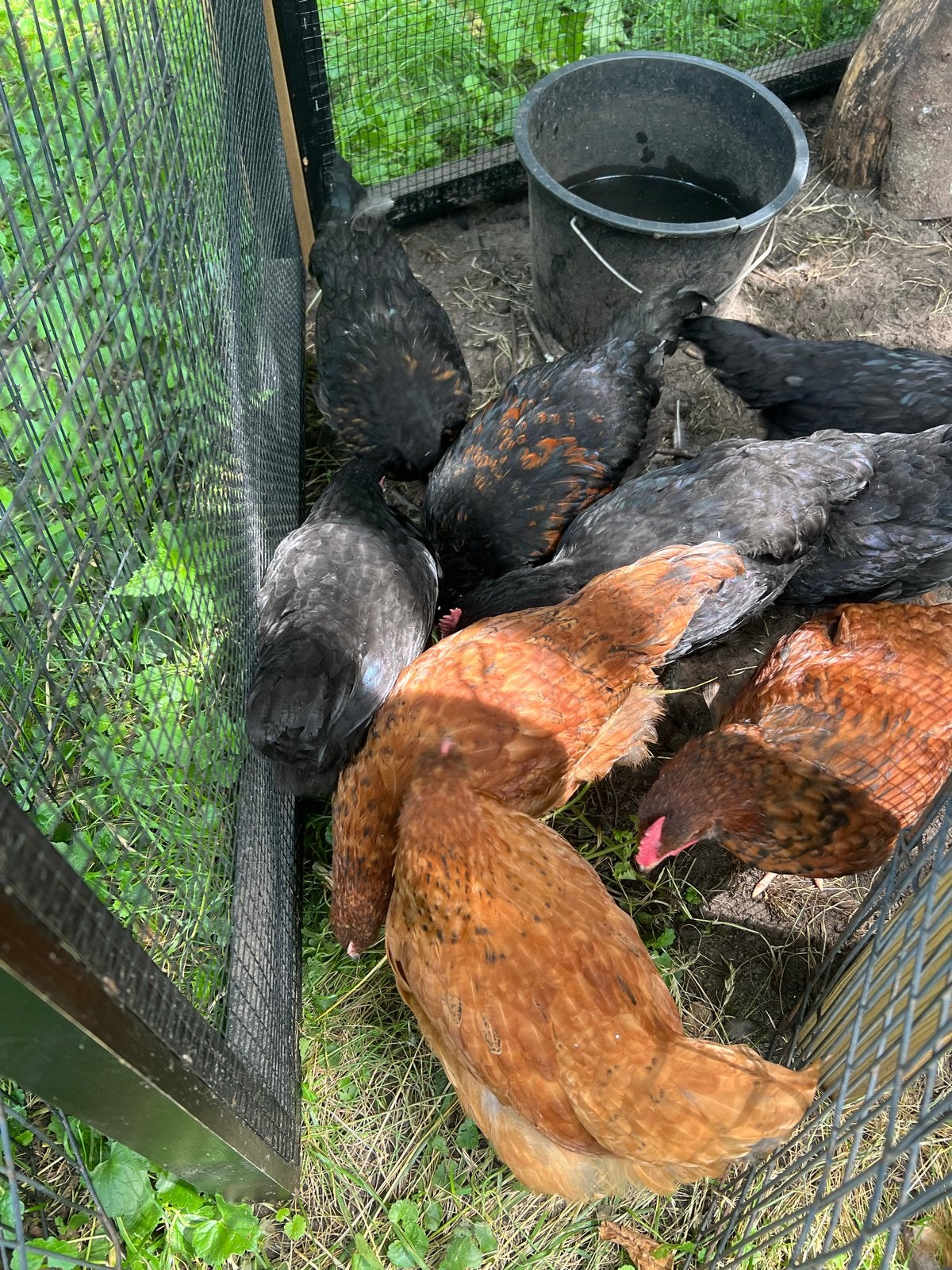 haantjes te koop, 1 eventueel ruilen Zwarte Marans, Dieren en Toebehoren, Pluimvee, Mannelijk, Kip