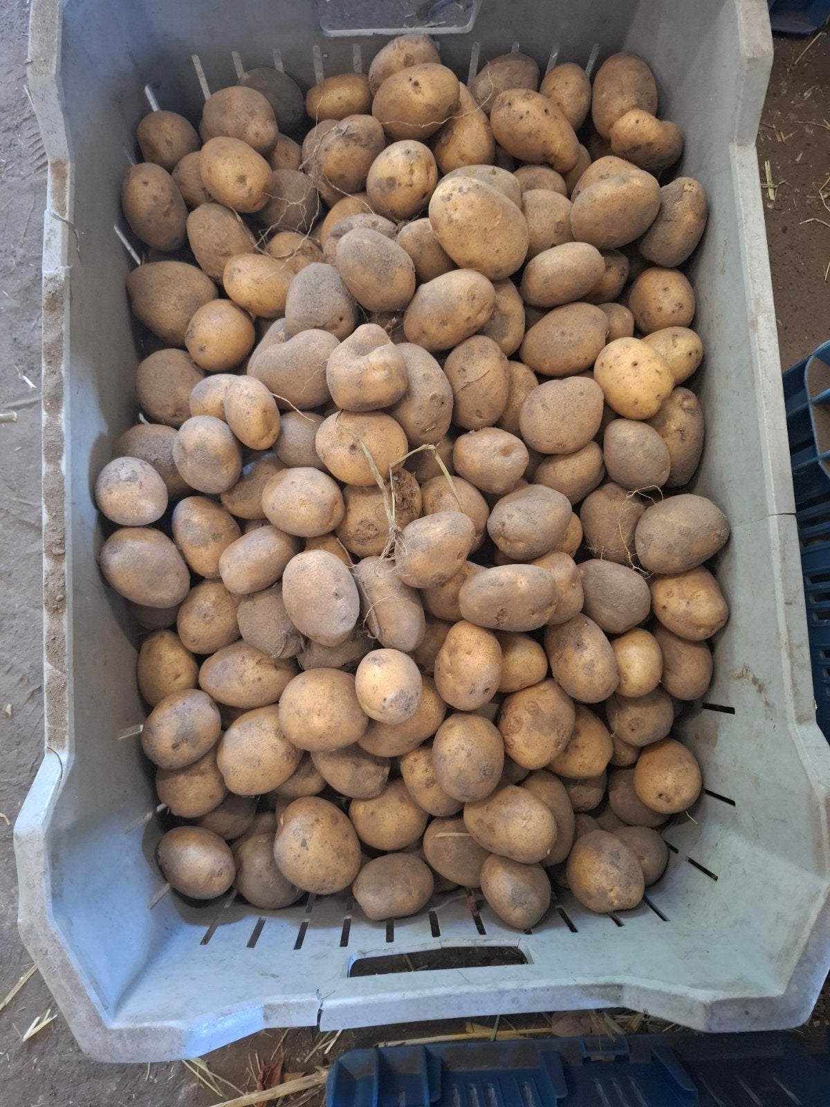 3 kratten met kleinere frieslander aardappelen +/- 20 kg, Ophalen