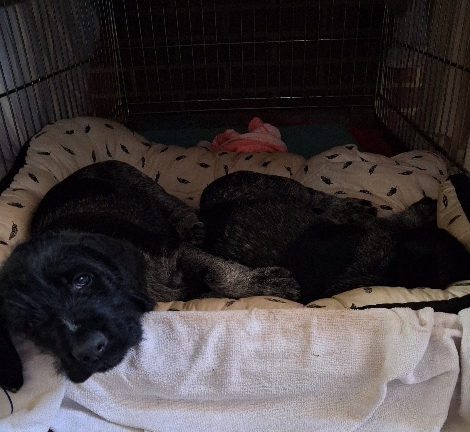Duitse Staande Draadhaar pups, België, Fokker | Hobbymatig, 8 tot 15 weken, Meerdere