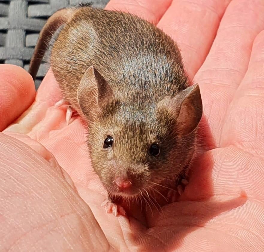 Wildkleur muizen, Januari, Meerdere dieren, Muis