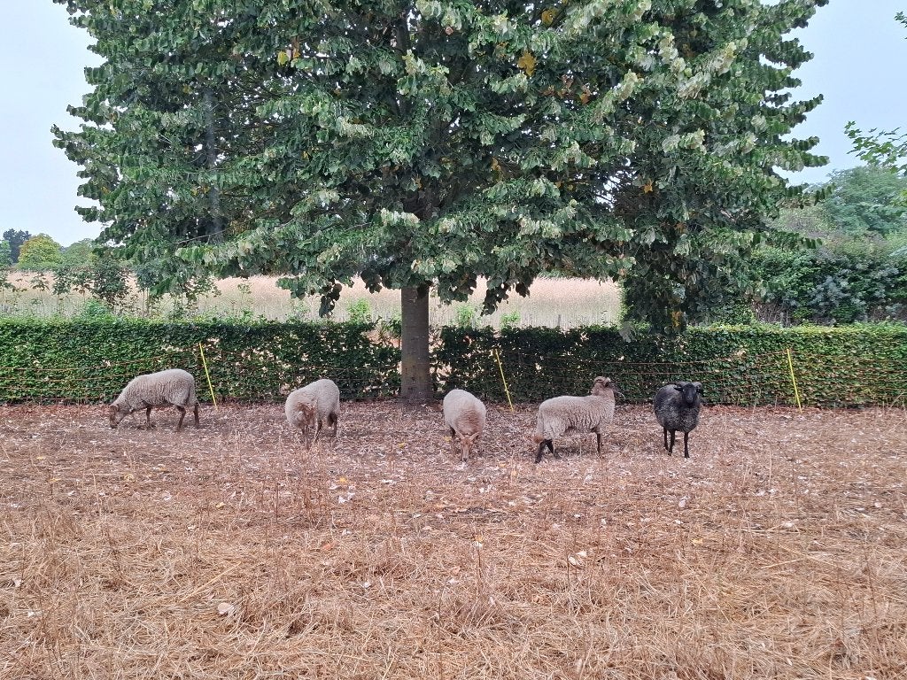 Drentse heideschapen, Dieren en Toebehoren, Schapen, Geiten en Varkens, Vrouwelijk, Schaap, 0 tot 2 jaar