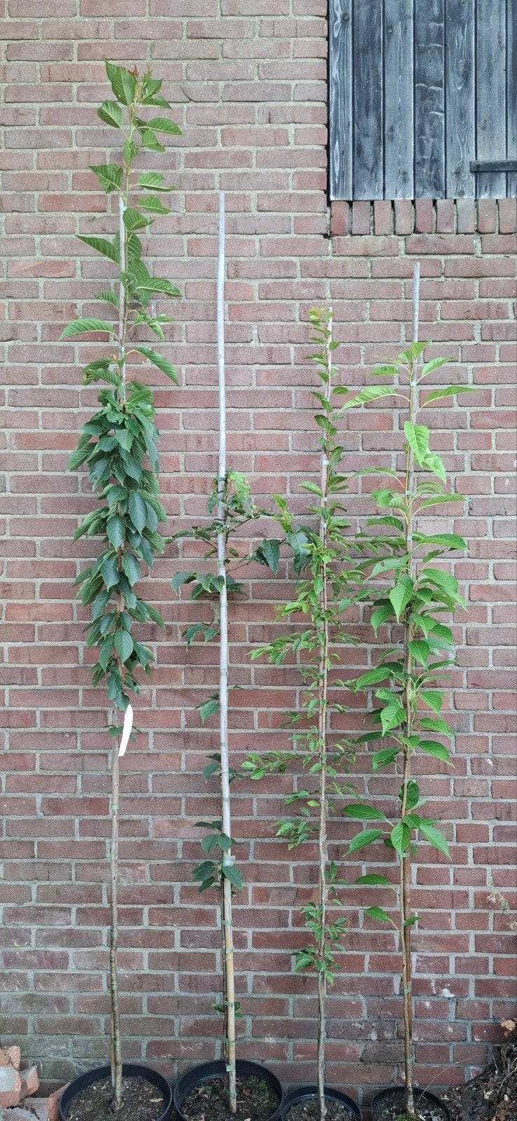 Prunus, sierkers, diverse soorten, Ophalen, Volle zon, Overige soorten