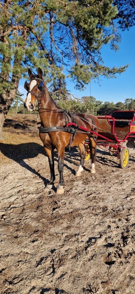 13-jarige KWPN Tuigpaard/Gelderse Merrie, Dieren en Toebehoren, Paarden, Merrie, Met stamboom, Zadelmak, Tuigpaard