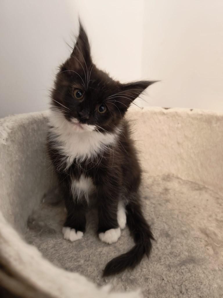 Laatste Maine Coon Kitten, Poes, Ontwormd, 0 tot 2 jaar