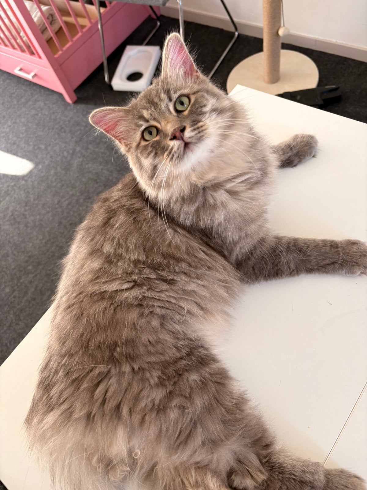 Ragdoll lexi en levi ❤️❤️pas 1 jaar geworden, Dieren en Toebehoren, Katten en Kittens | Raskatten | Langhaar, Meerdere dieren