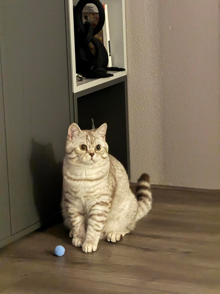 Britse dakkater beschikbaar voor dekking, lees beschrijving., Dieren en Toebehoren, Kater