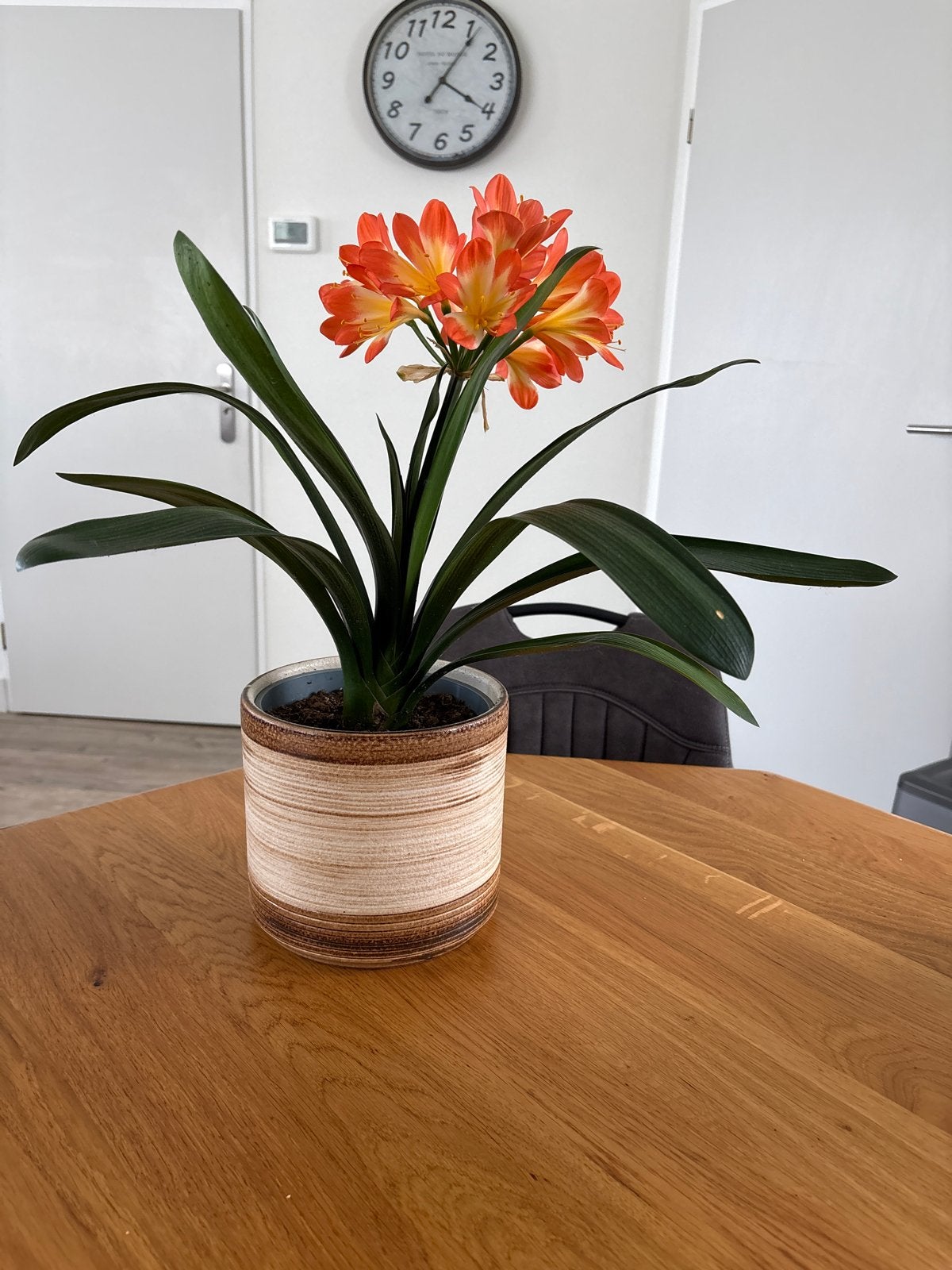 Clivia miniata - Oranje Kafferlelie in pot, Ophalen, Overige soorten, Halfschaduw, In pot
