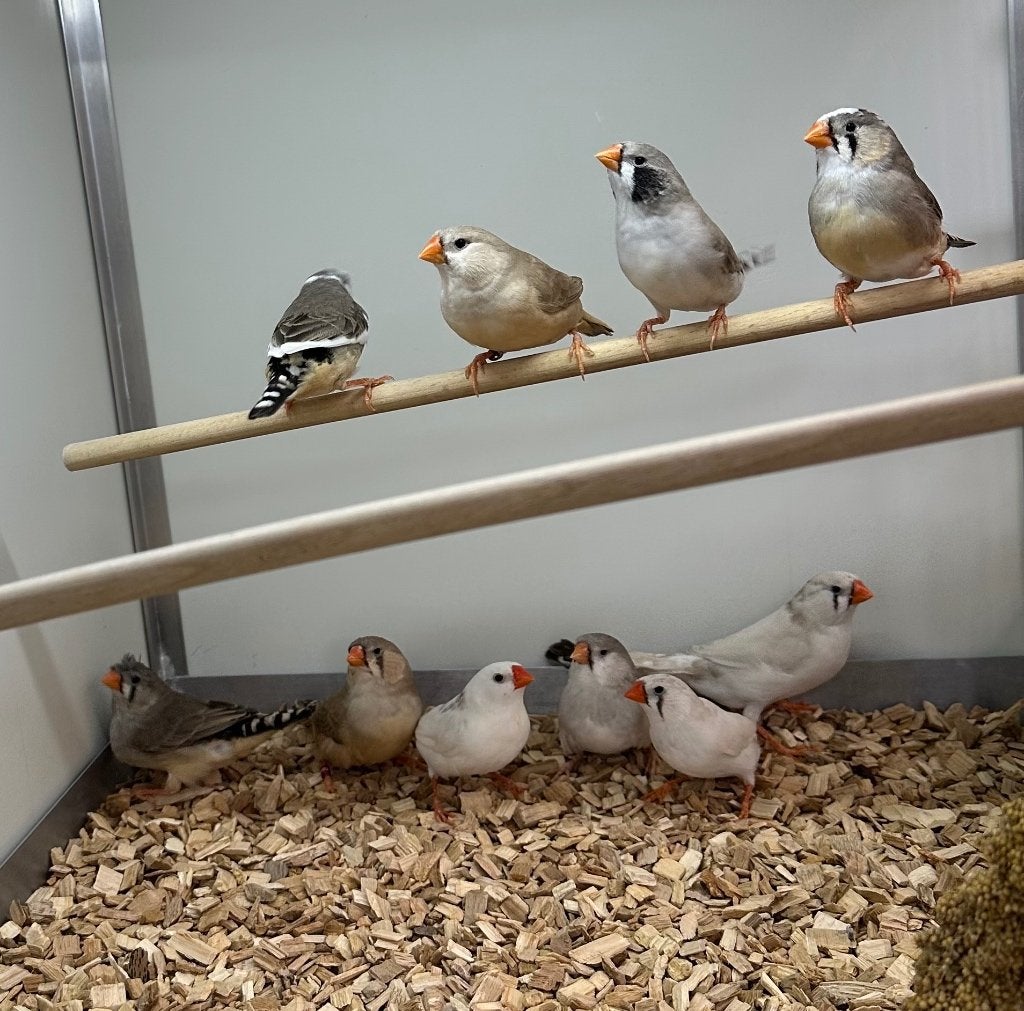 Zebravinken koppels, Dieren en Toebehoren, Vogels | Overige Vogels, Meerdere dieren, Tropenvogel
