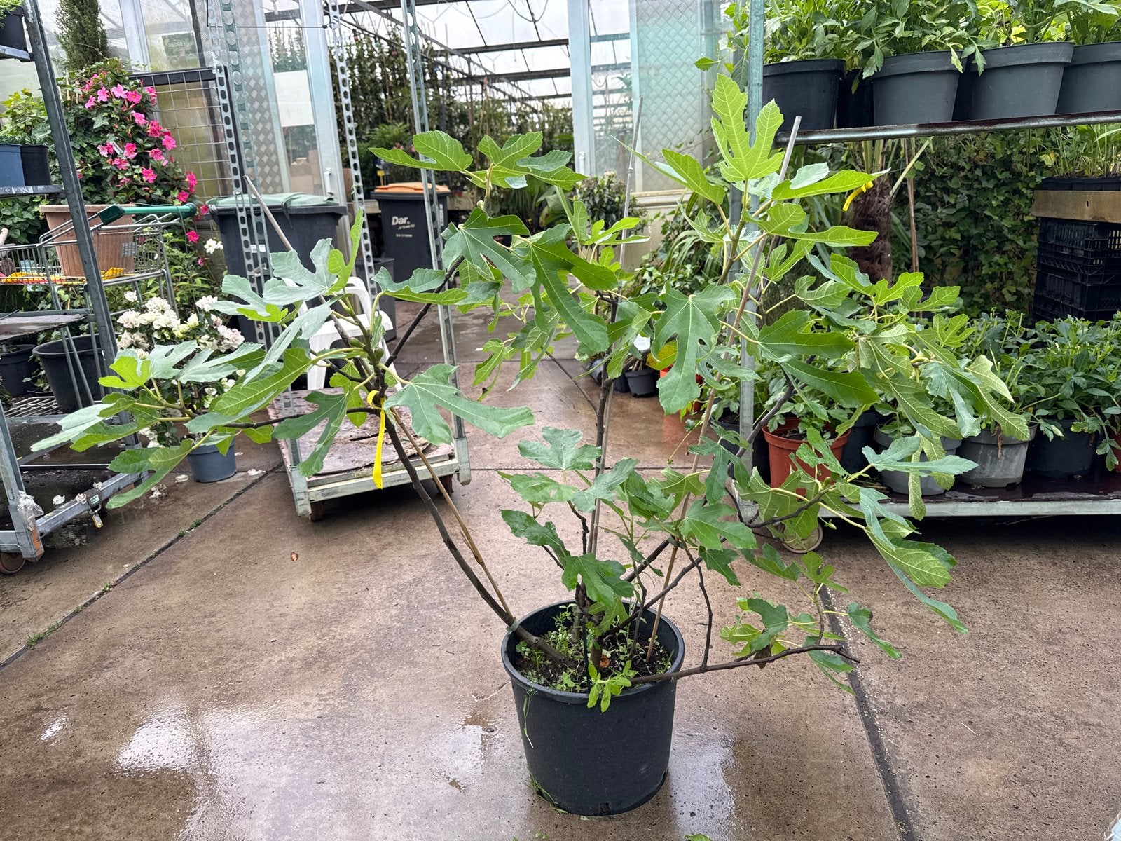 Vijgenplant 80/100 cm hoog, 100/125 cm breed in 15L pot, Ophalen, Volle zon, Vaste plant, Bloeit niet