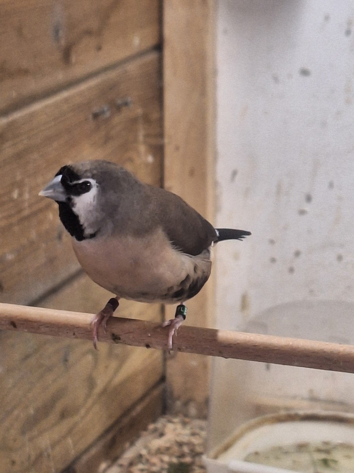 3x bastaard bichenow  gordelgrasvink, Meerdere dieren, Geringd