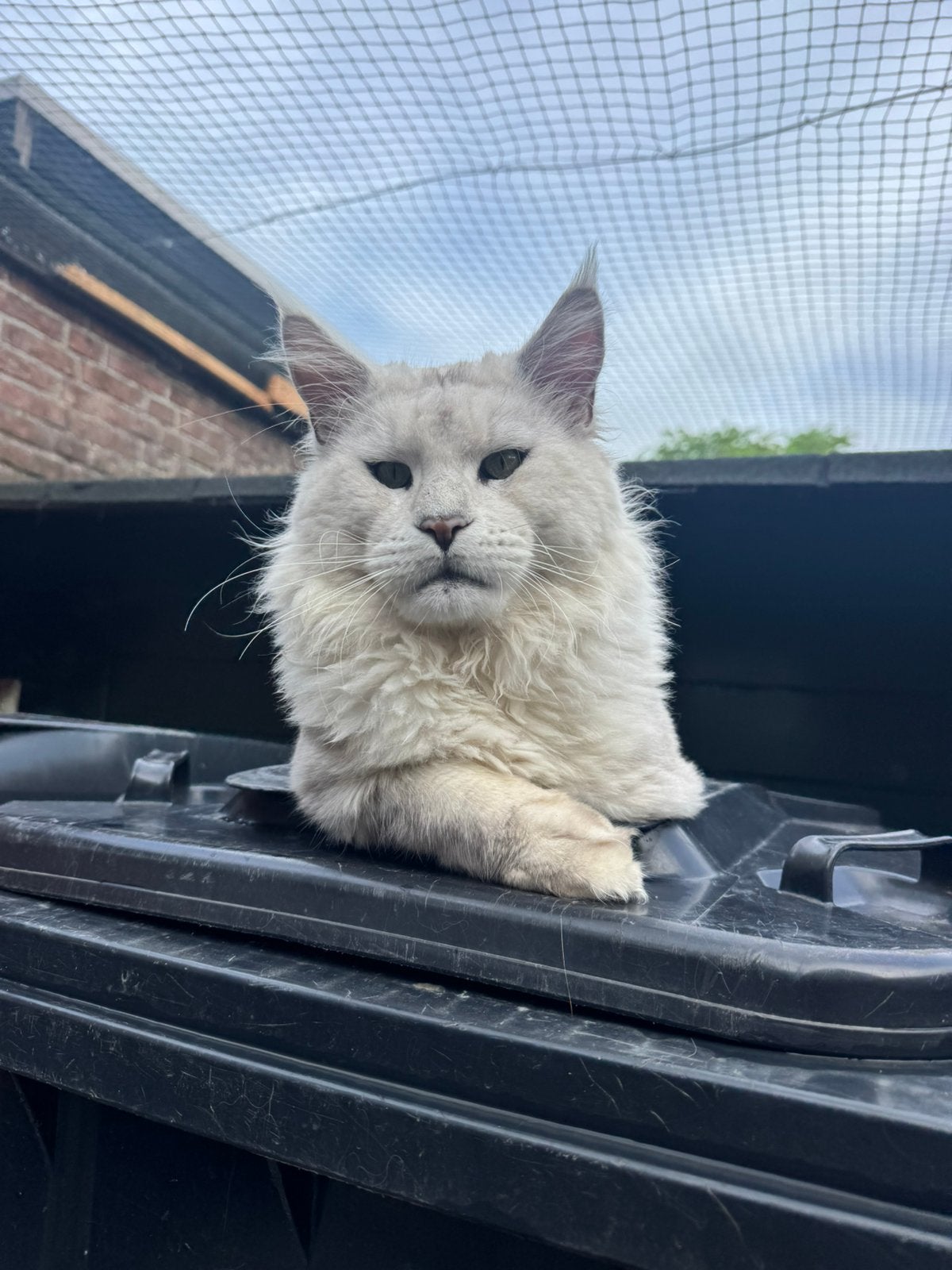 7 Maine Coon kittens met stamboom en getest, Dieren en Toebehoren, Meerdere dieren, Met stamboom, 0 tot 2 jaar