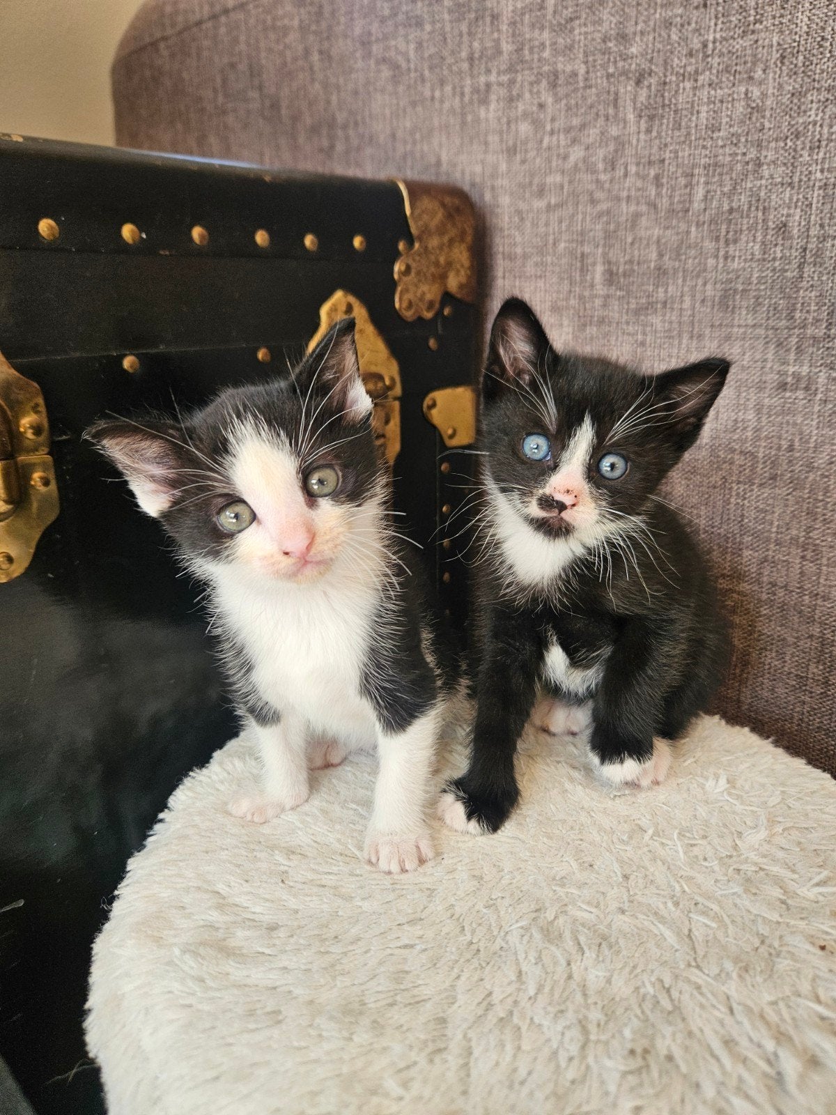 Nog 2 prachtige kittens beschikbaar!, Meerdere dieren
