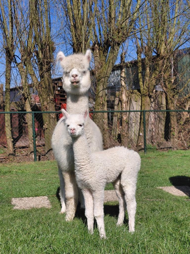 Alpacamerrie met veulen (hengstje), Dieren en Toebehoren, Mei, Vrouwelijk