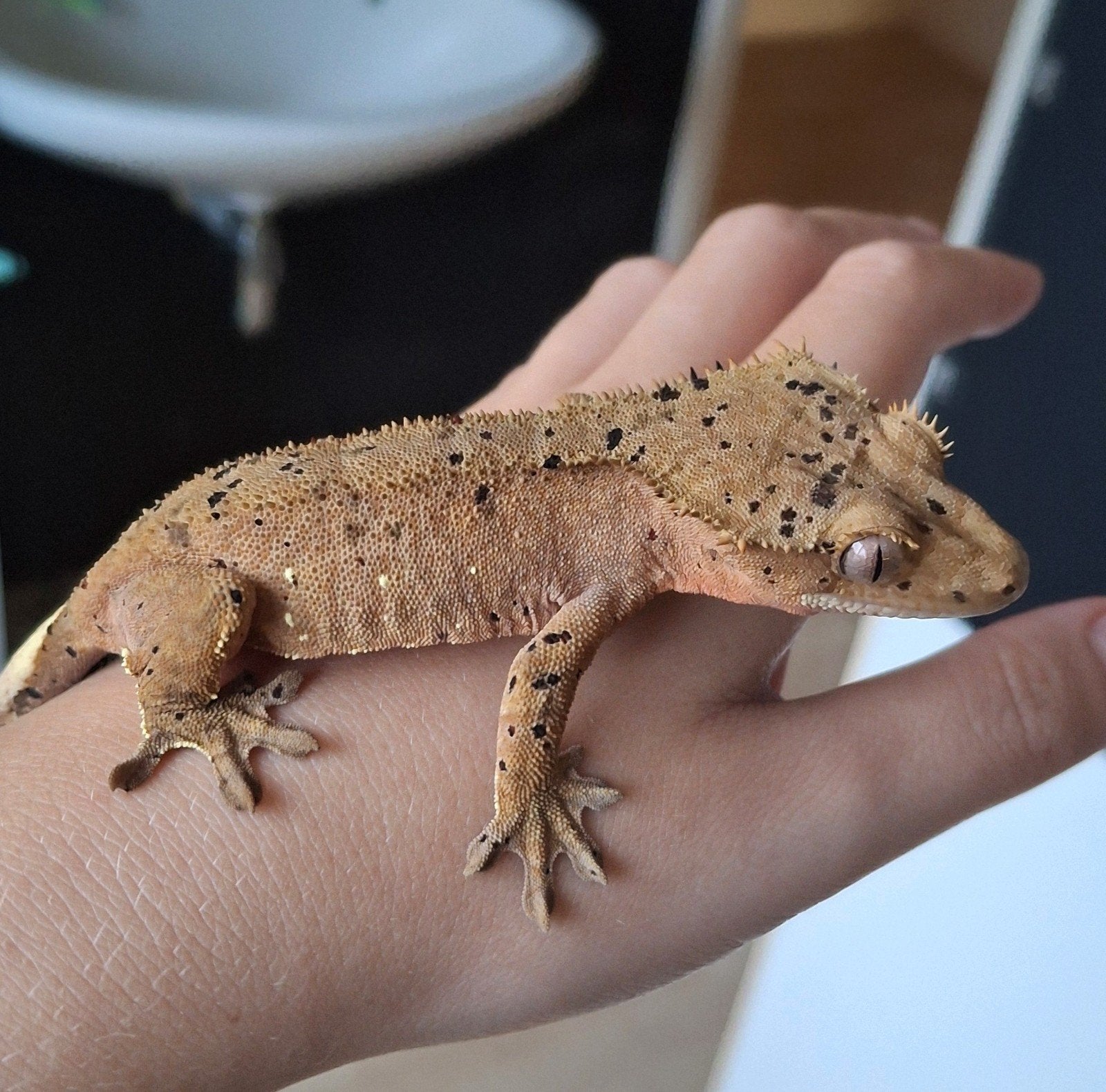 Hele mooie dalmatian wimpergekko/crested gecko vrouw (0.1) Crested Gecko photo 3