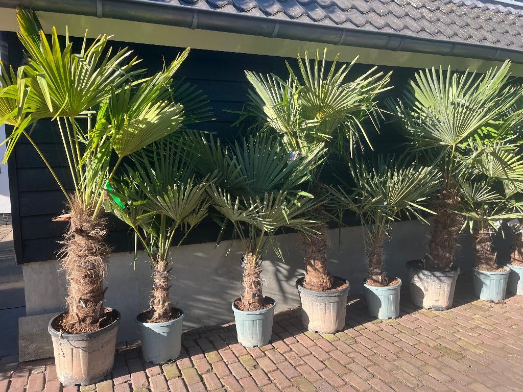 Palmbomen, Trachycarpus fortunei, Henneppalm, Overige soorten, Volle zon, Vaste plant, Ophalen of Verzenden