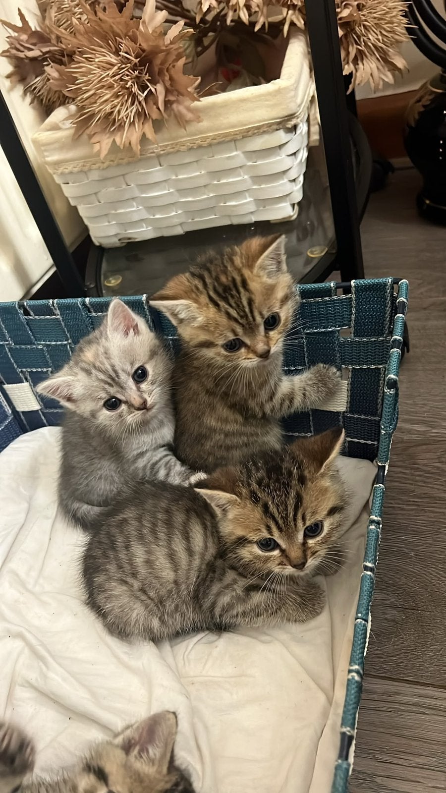 Mooie British Shorthair kittens, Meerdere dieren
