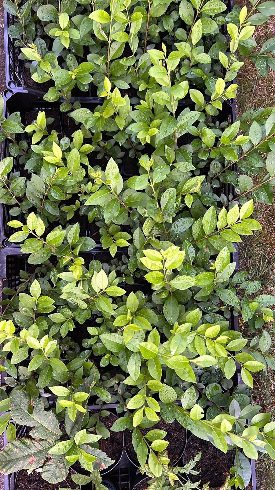 Liguster, ligusterhaag, liguster ovalifolium., Ophalen, Liguster, Haag, Minder dan 100 cm