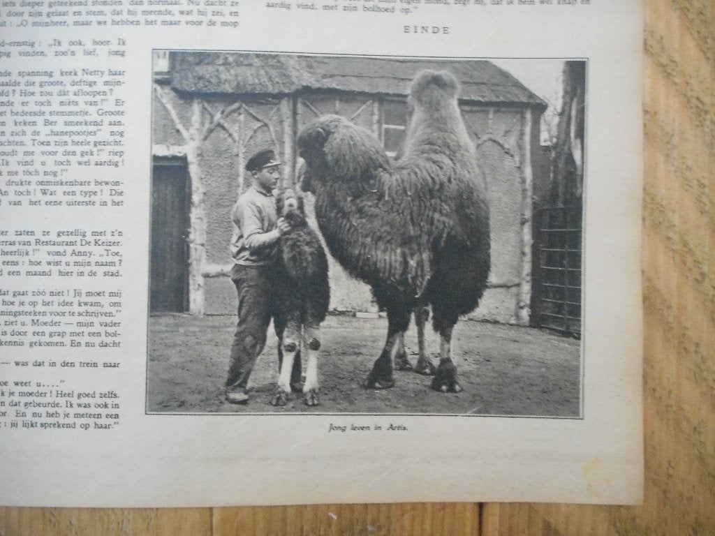 Artis. Dromedaris. Jong leven. 1931., Ophalen of Verzenden, 1920 tot 1940, Nederland, Knipsel(s)