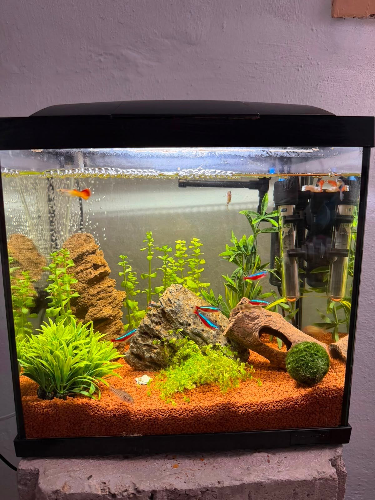 aqarium, Ophalen, Superfish, Inclusief planten, Gevuld zoetwateraquarium