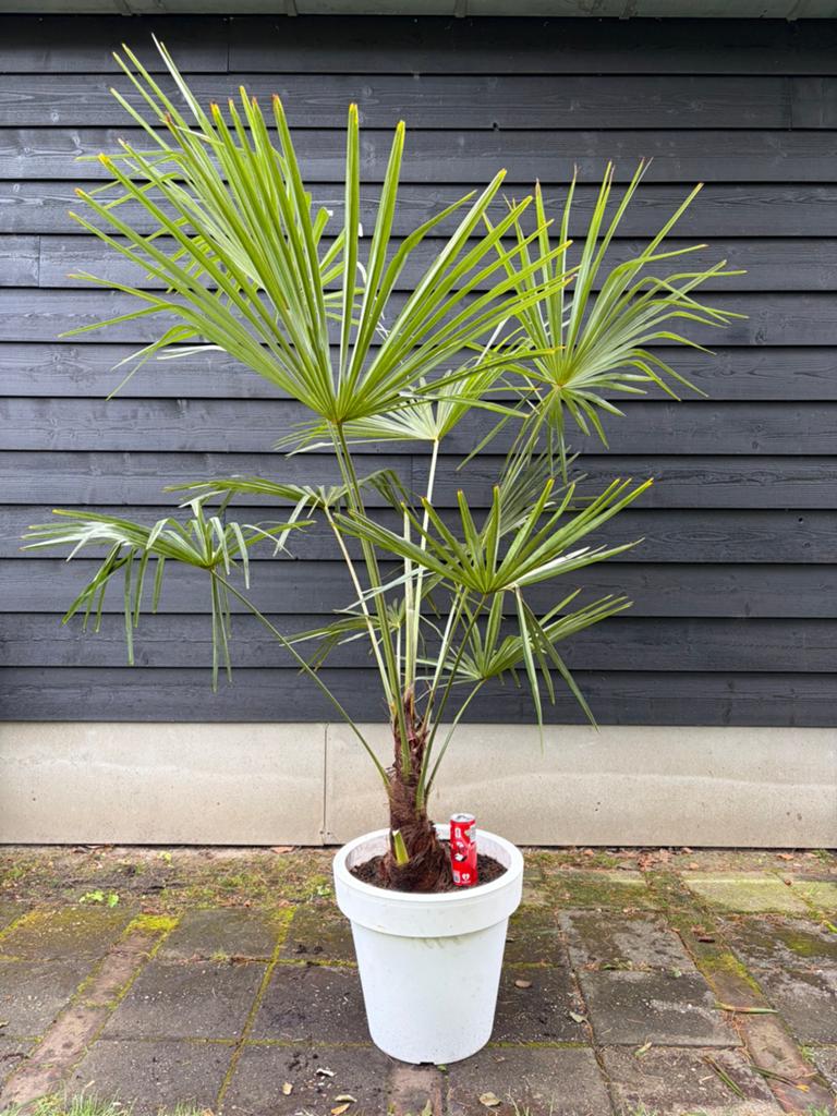 Trachycarpus fortunei winterharde palmboom, Tuin en Terras, Planten | Bomen, 100 tot 250 cm, Zomer, Palmboom, Ophalen