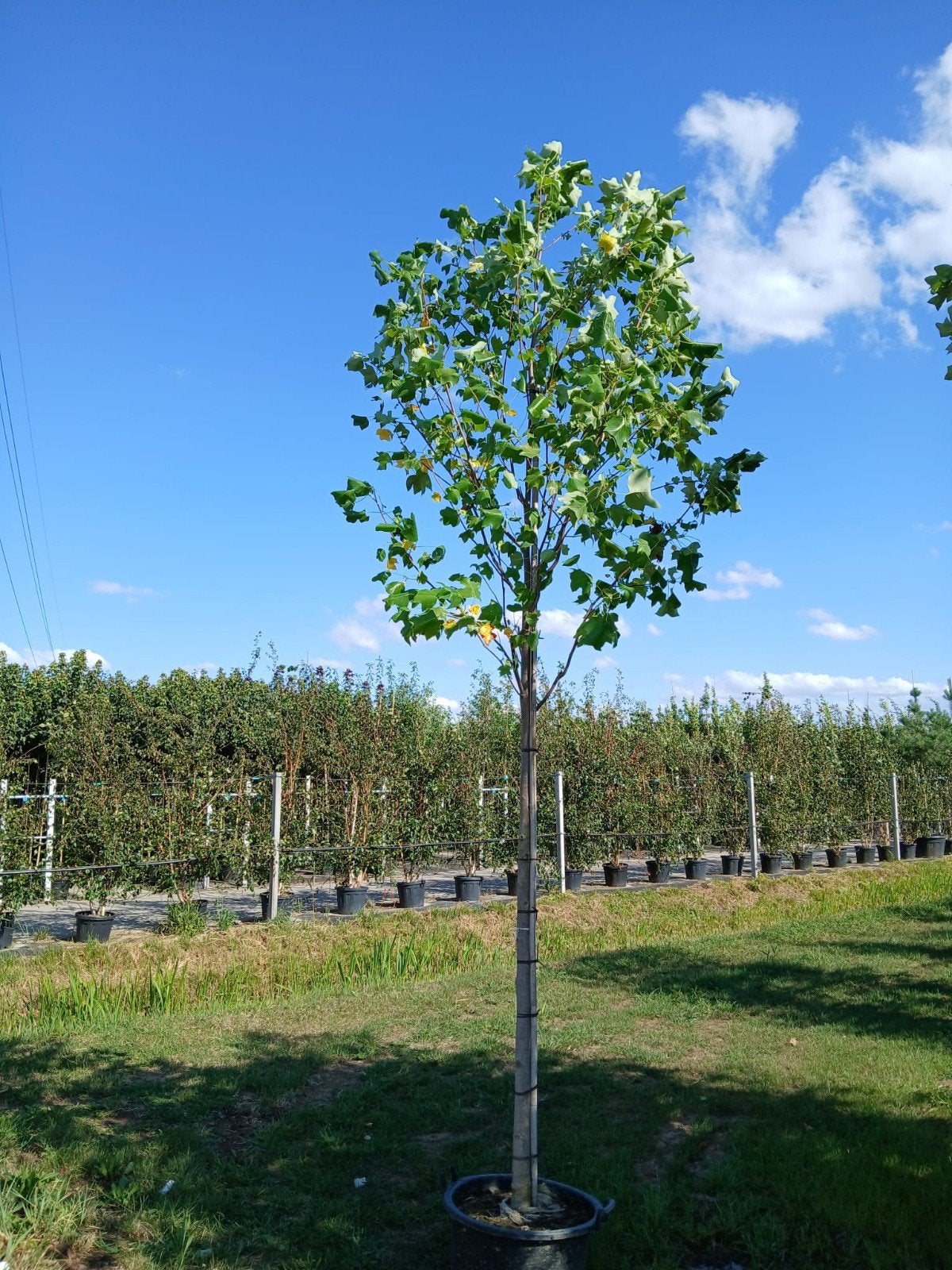 Te koop Liriondendron Tulpifera/tulpenboom, Overige soorten, Zomer, 400 cm of meer, Ophalen